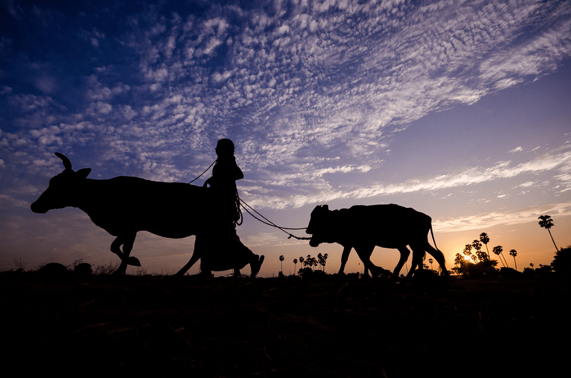 Gauchar Lands in India: Linking Communities, Commons, and Sustainable Development Goals